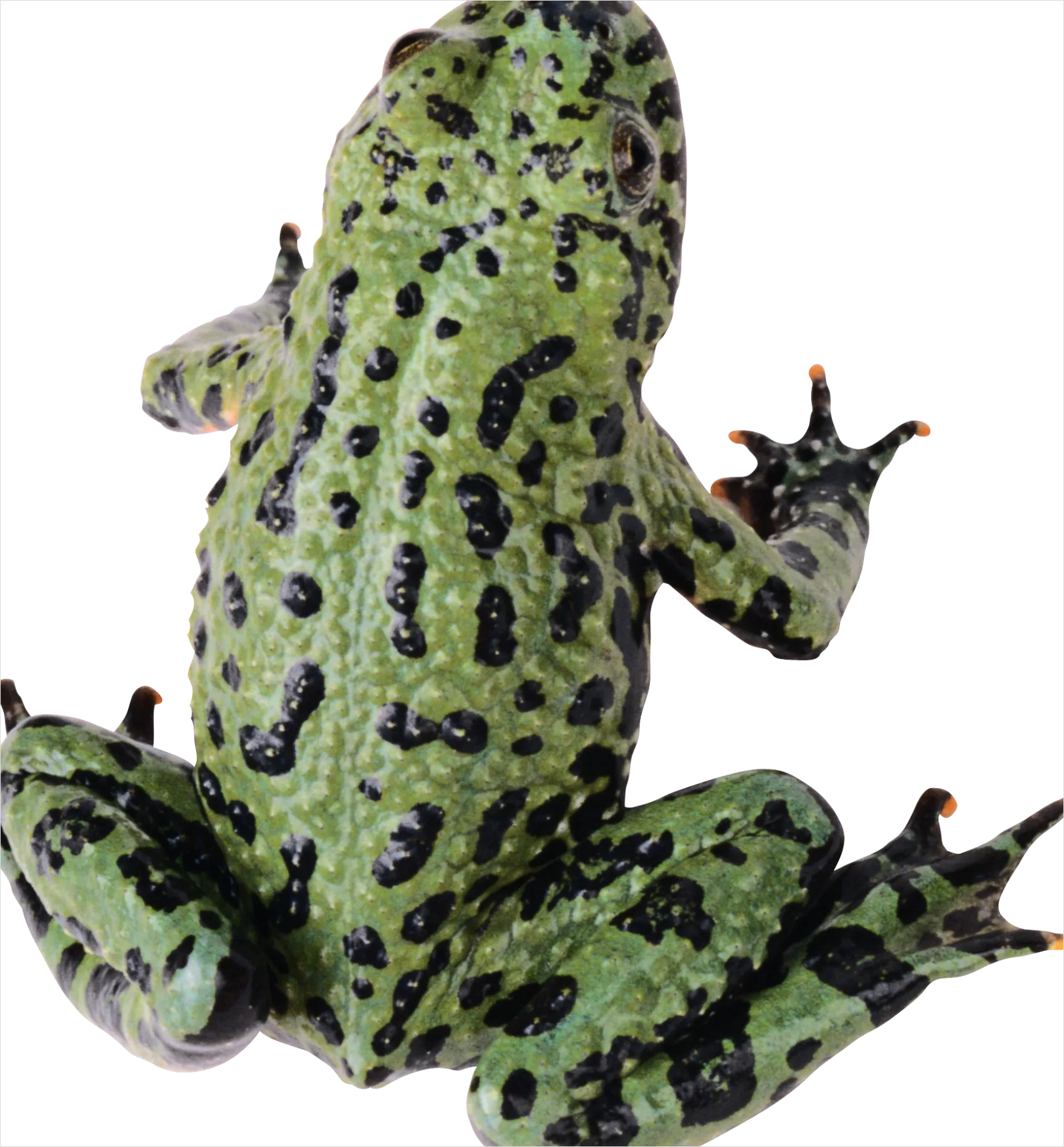 Detail Frog Transparent Png Clipart Number 18