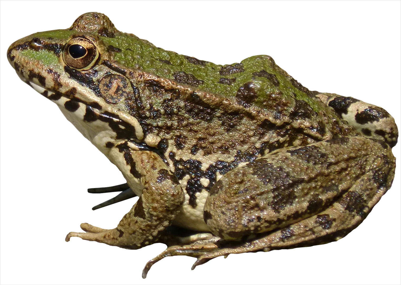 Detail Frog Transparent Png Clipart Number 19