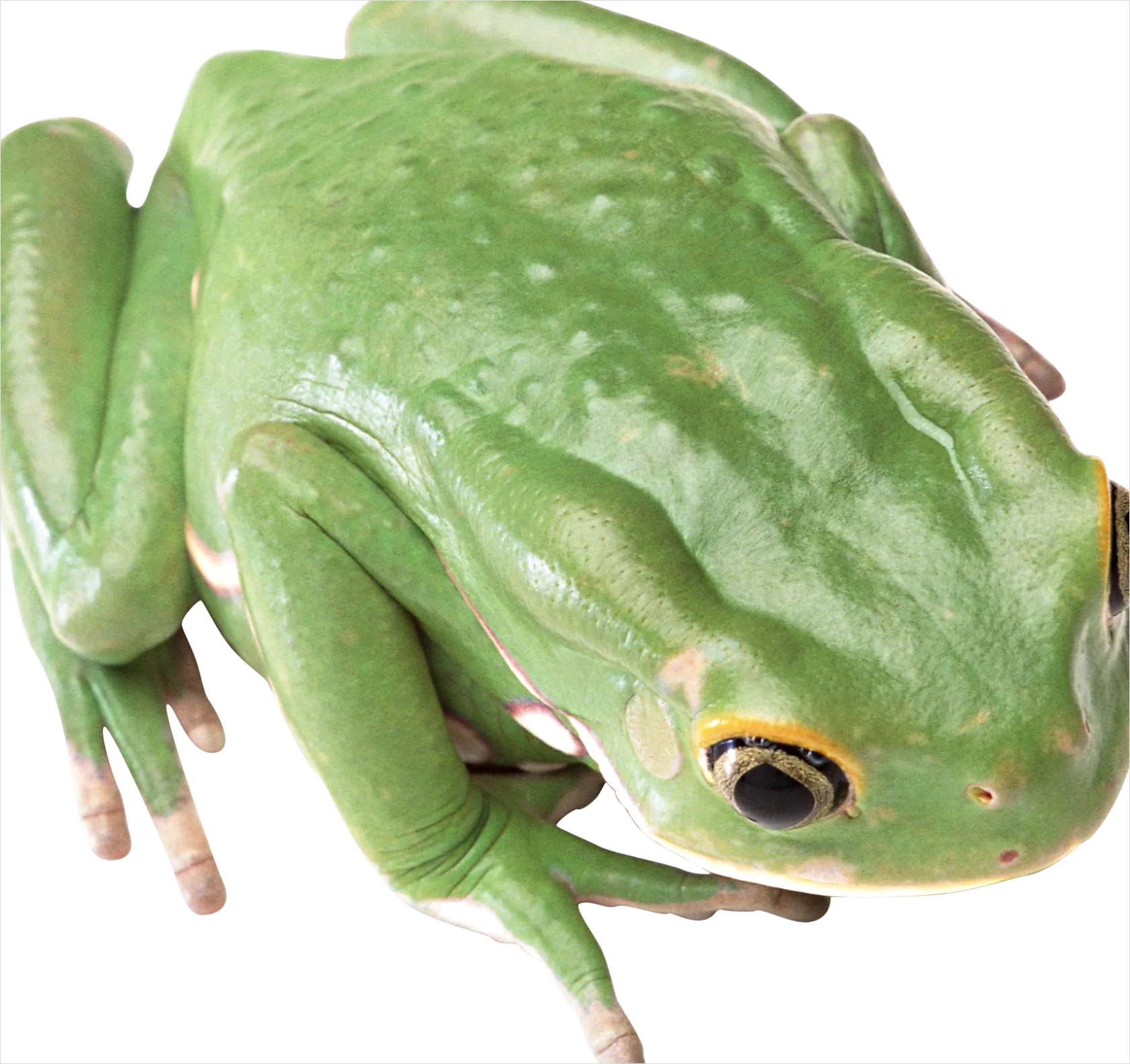Detail Frog Transparent Png Clipart Number 8