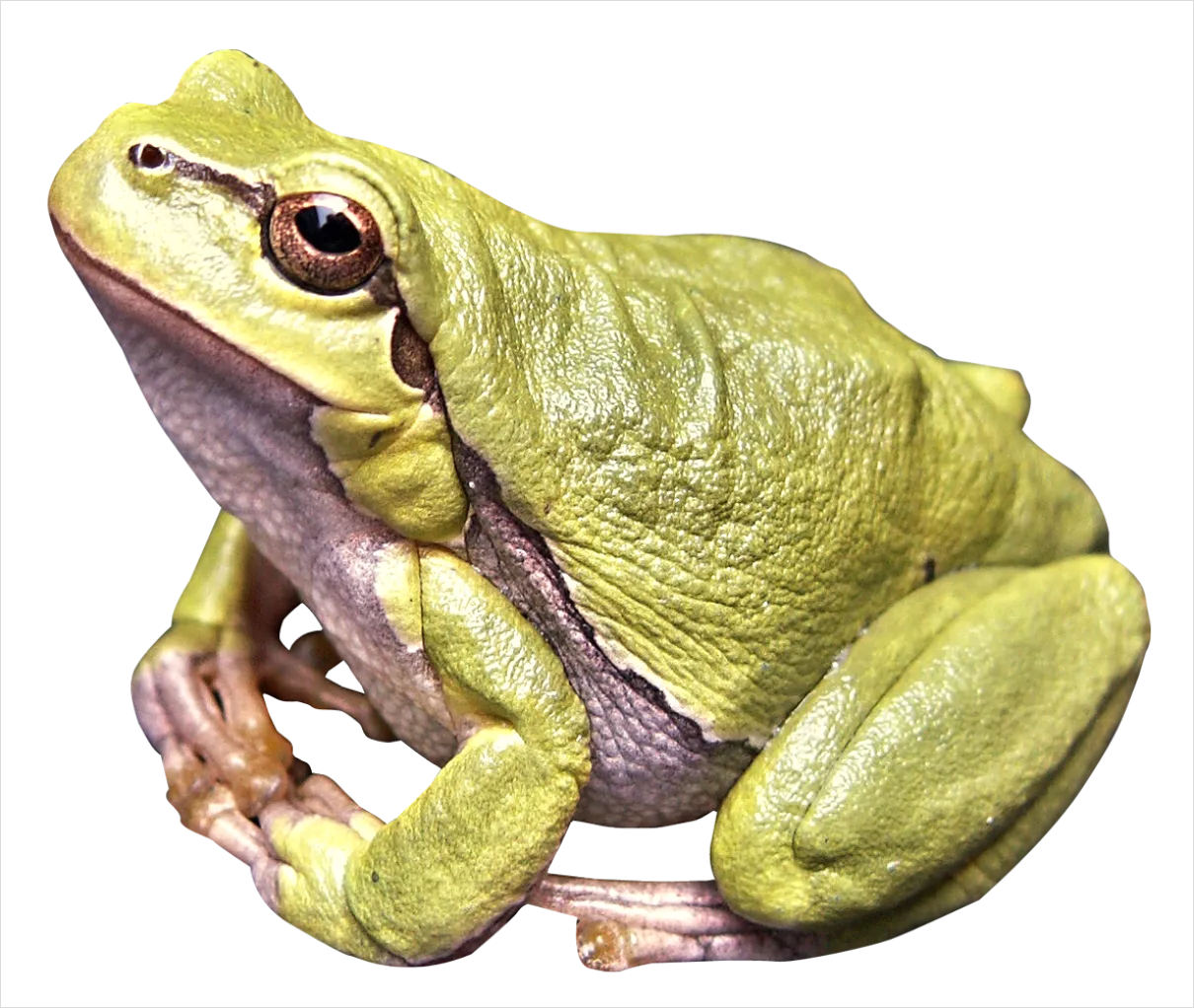 Detail Frog Transparent Png Clipart Number 10