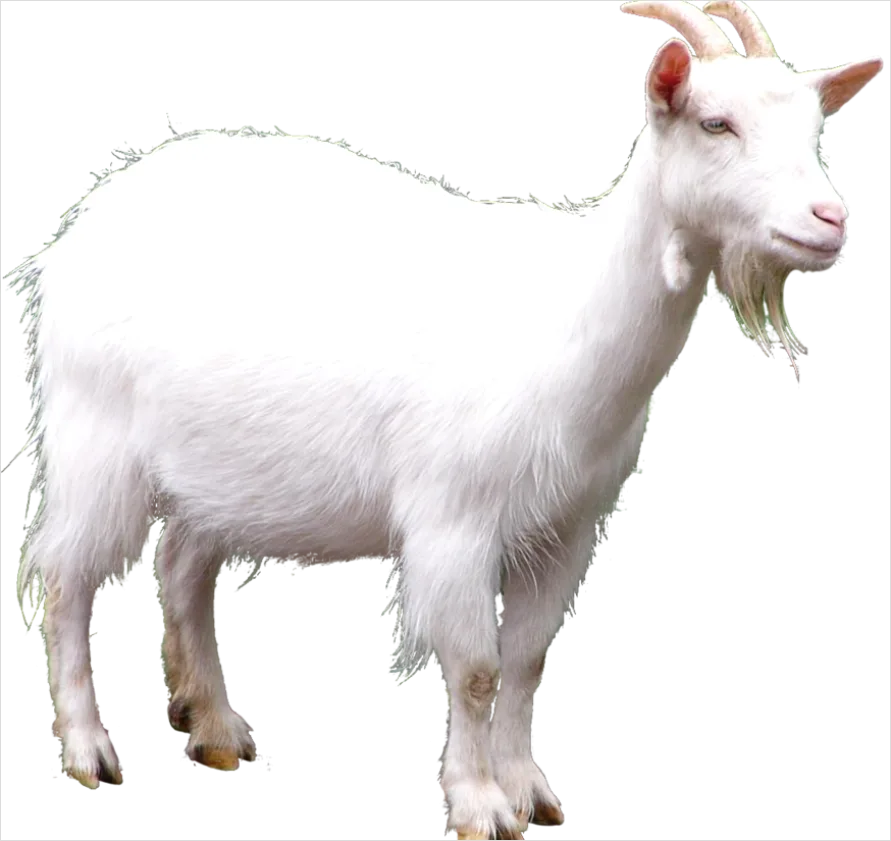 Detail Goat Transparent Png Clipart Number 2
