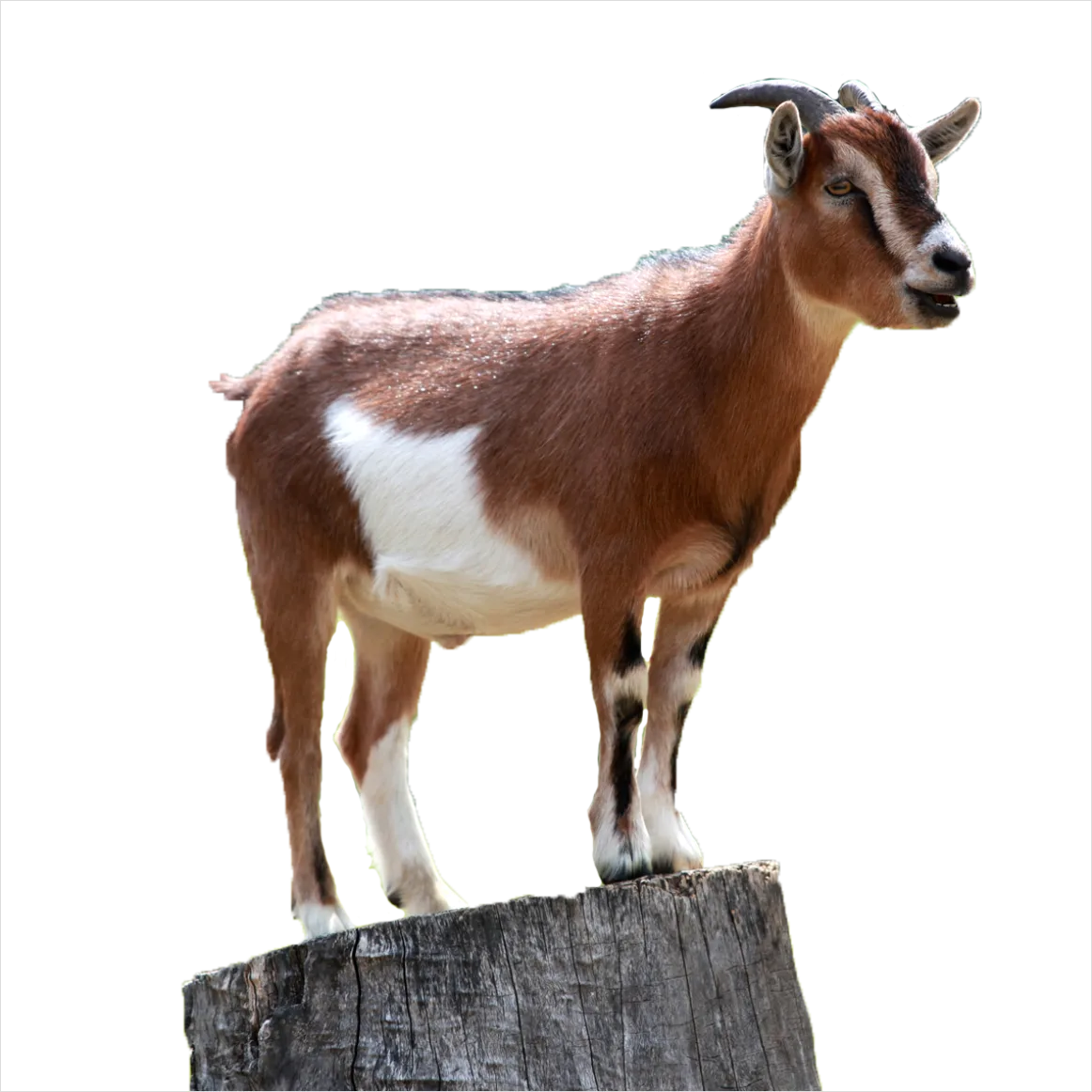 Detail Goat Transparent Png Clipart Number 6