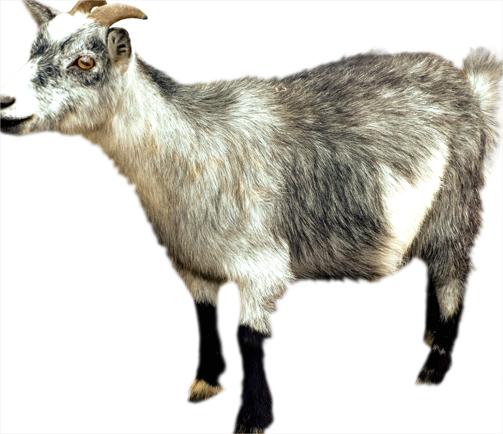 Detail Goat Transparent Png Clipart Number 7