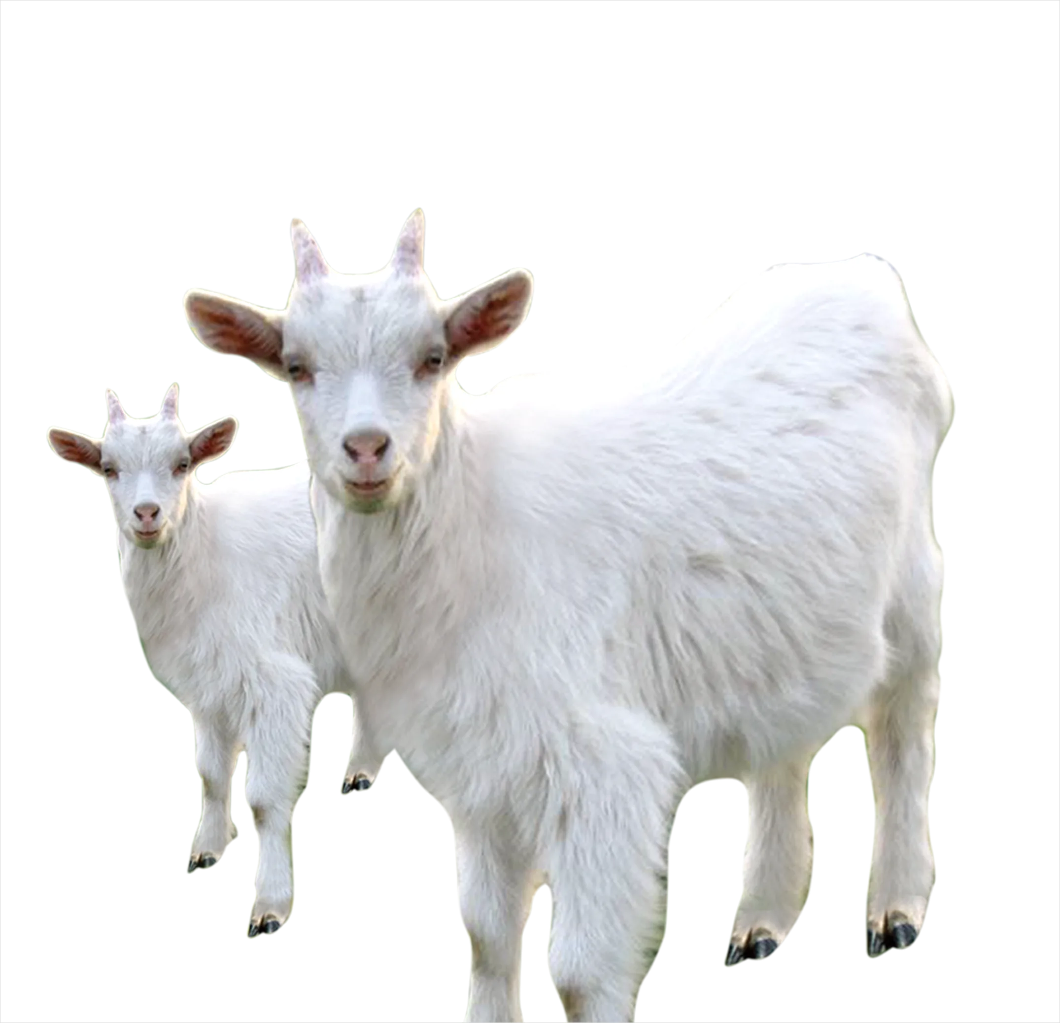 Detail Goat Transparent Png Clipart Number 8