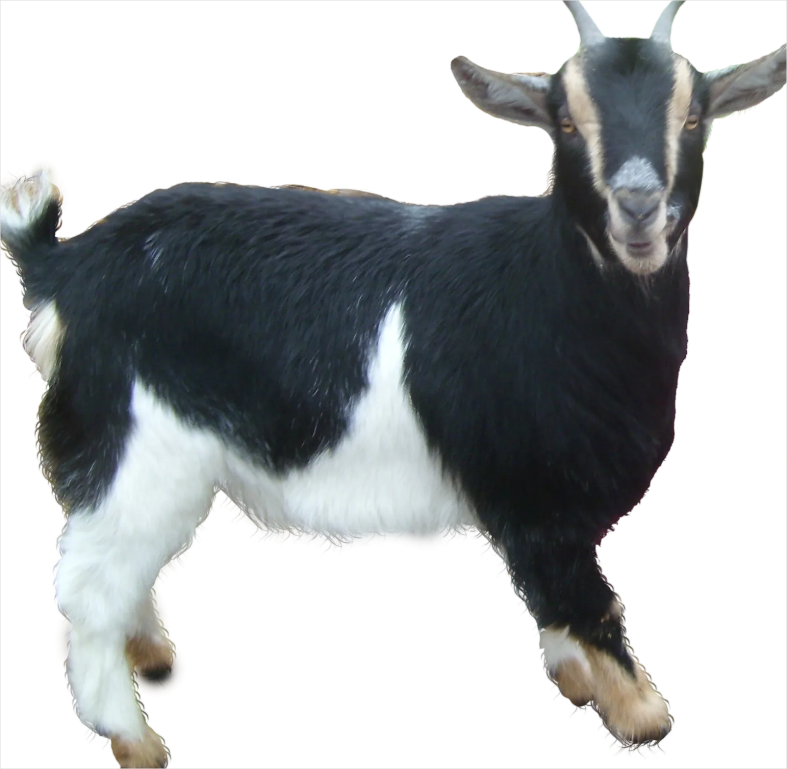 Detail Goat Transparent Png Clipart Number 9