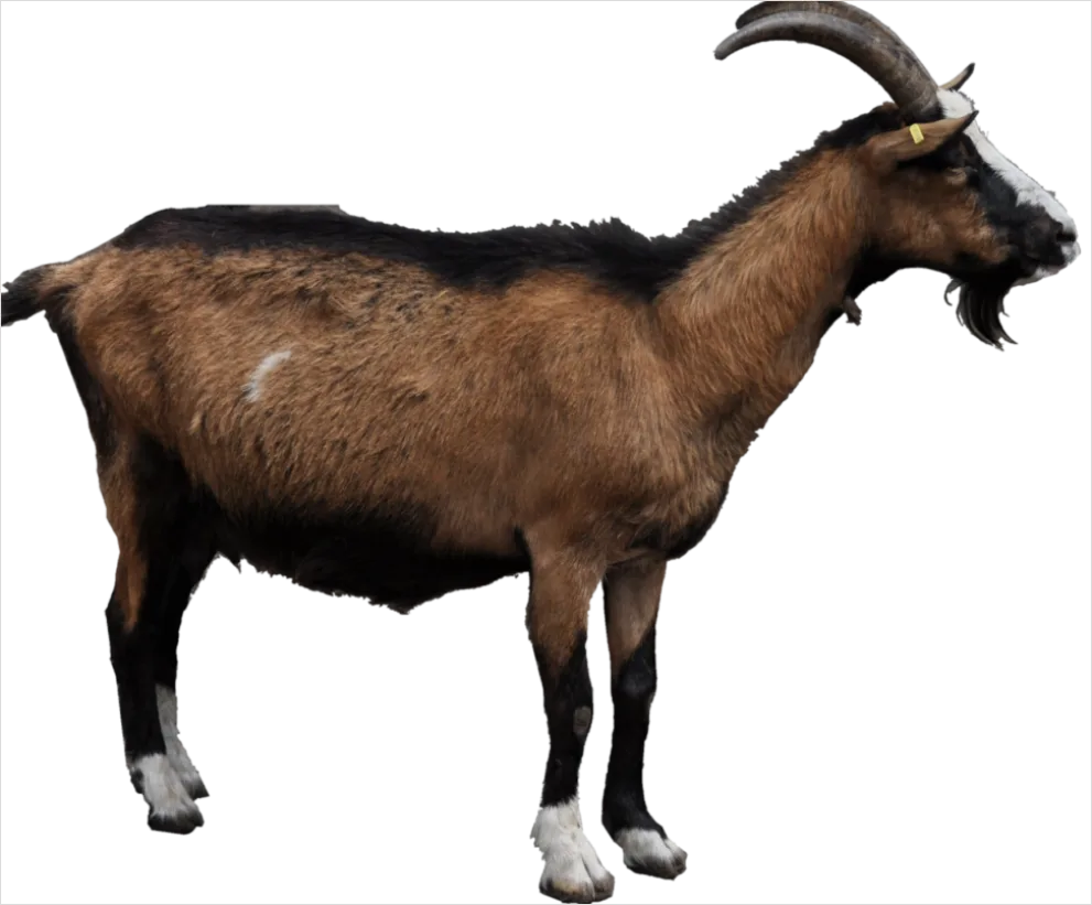 Detail Goat Transparent Png Clipart Number 10