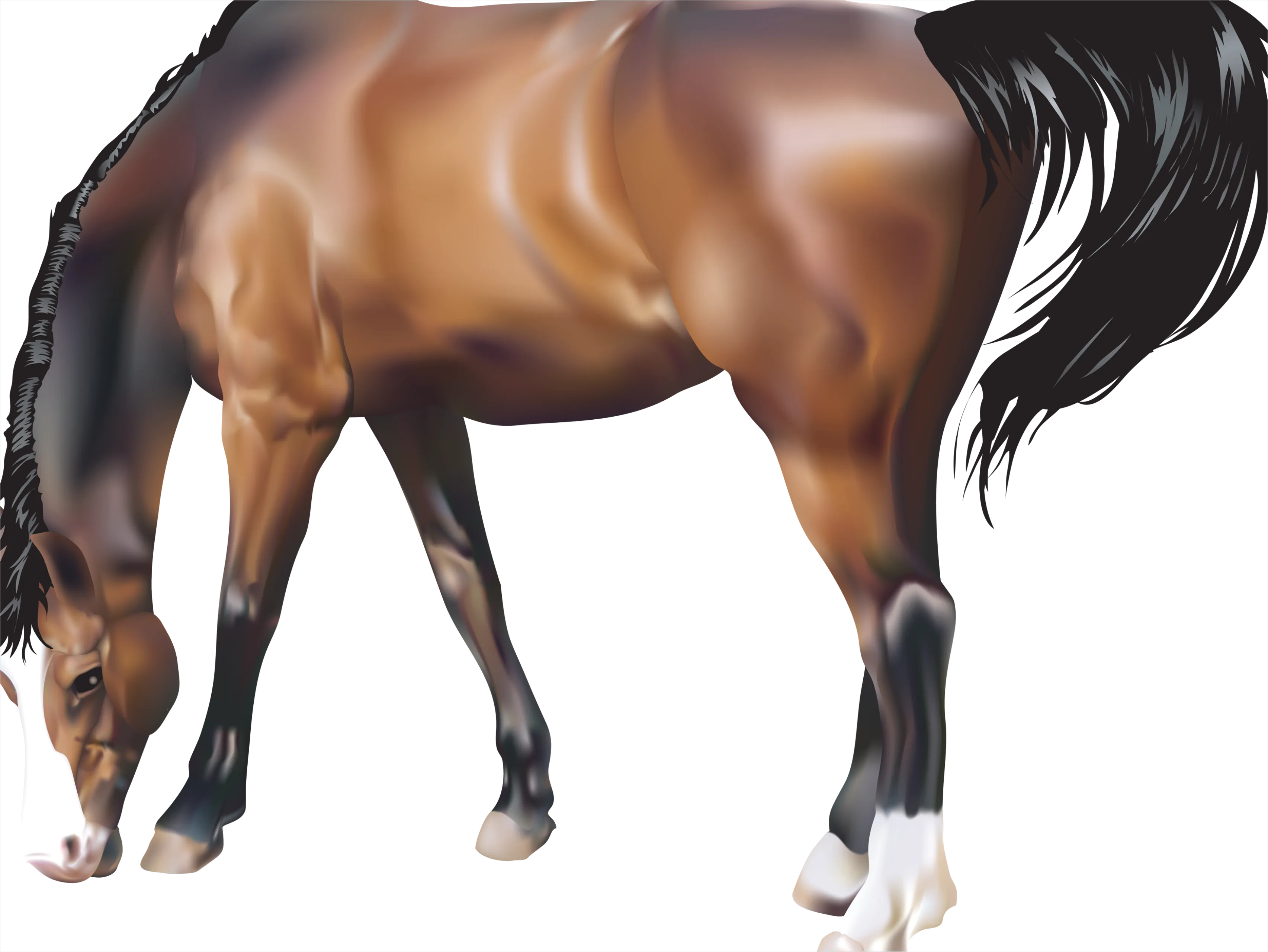 Detail Horse Transparent Png Clipart Number 14