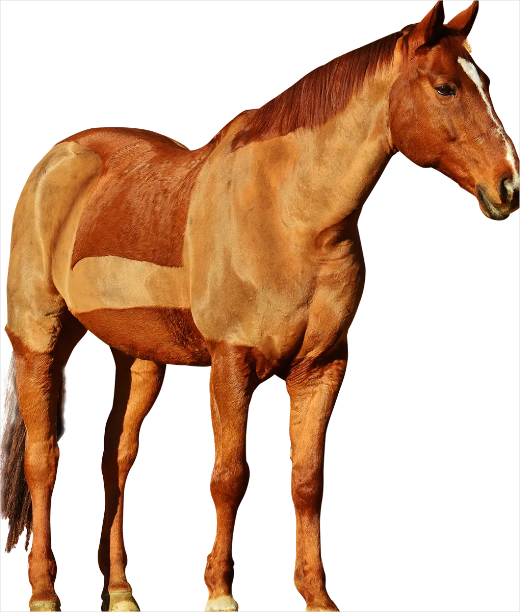 Detail Horse Transparent Png Clipart Number 19