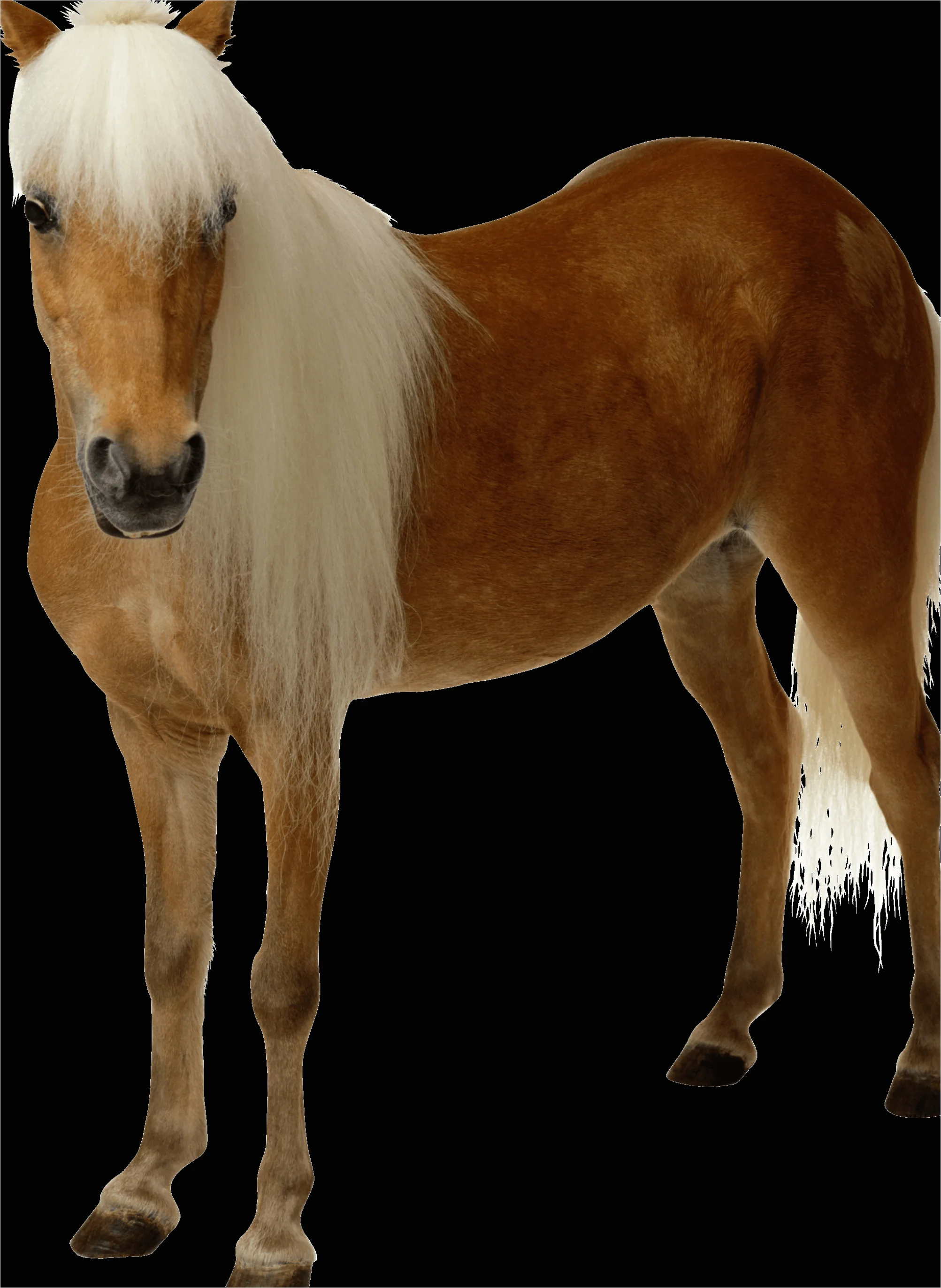 Detail Horse Transparent Png Clipart Number 5
