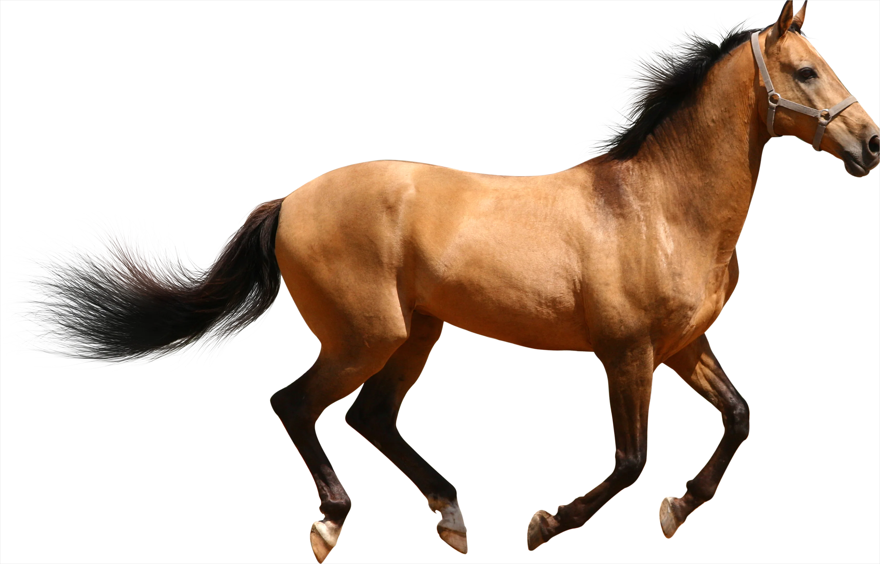 Detail Horse Transparent Png Clipart Number 7