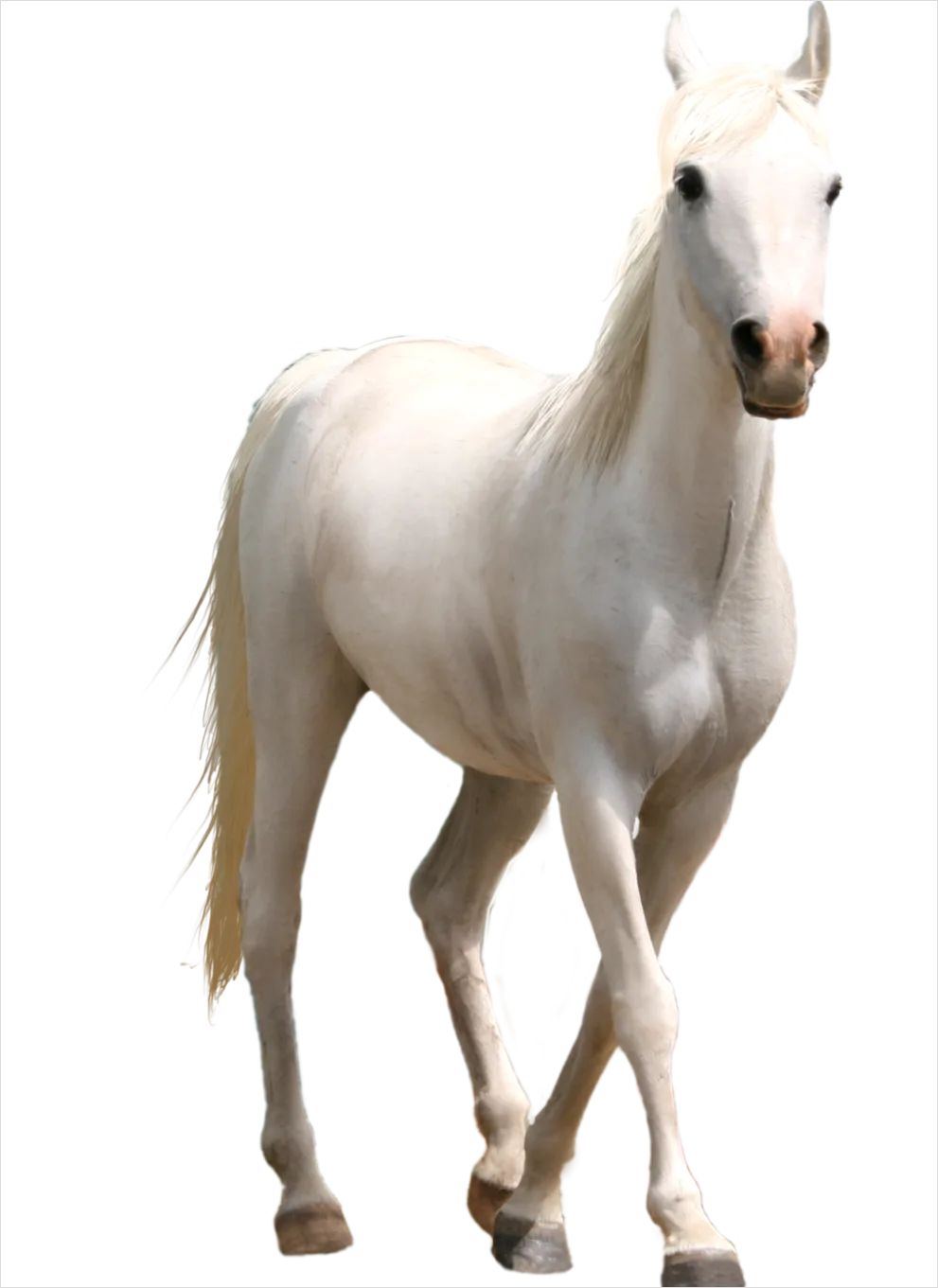 Detail Horse Transparent Png Clipart Number 9