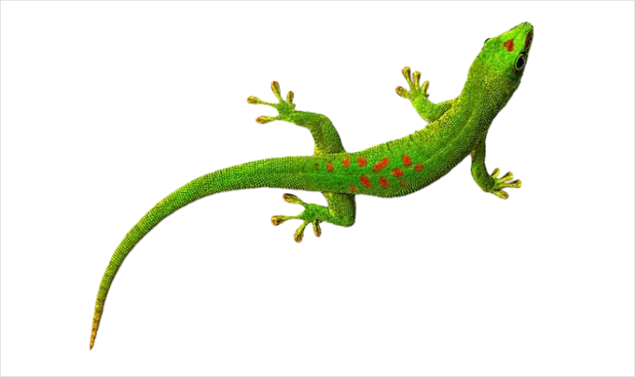 Lizard Transparent Png Clipart 0efb