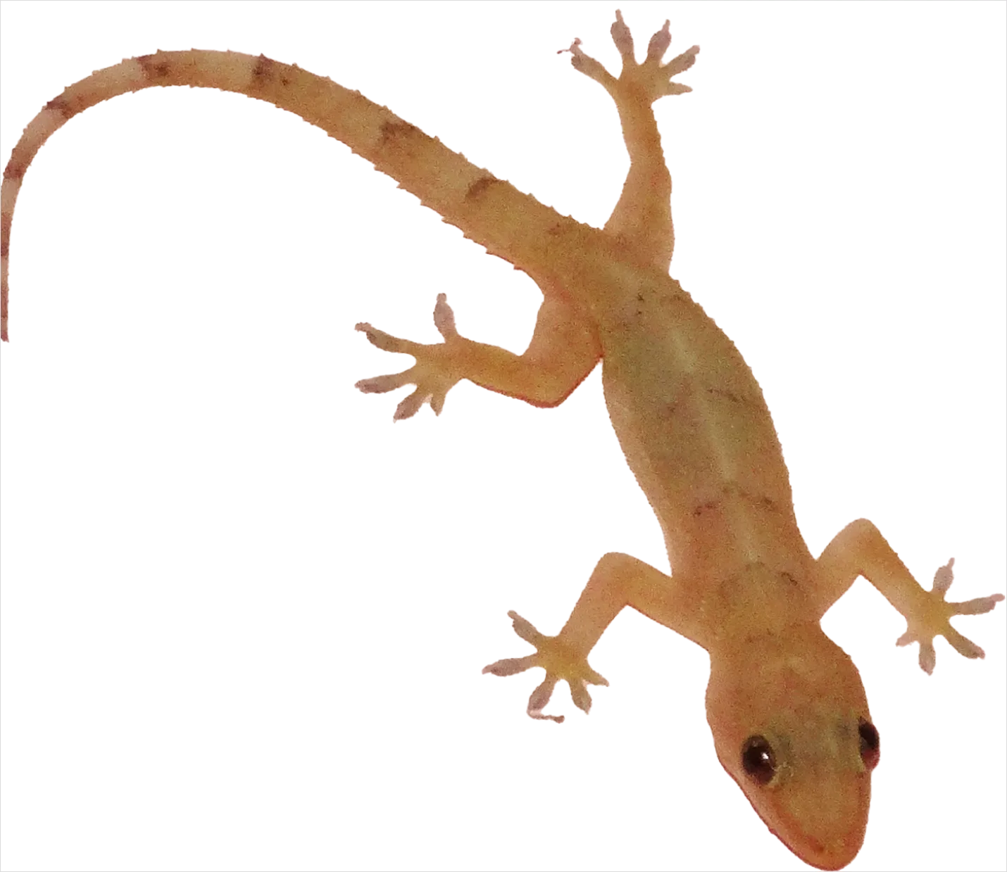 Detail Lizard Transparent Png Clipart Number 10
