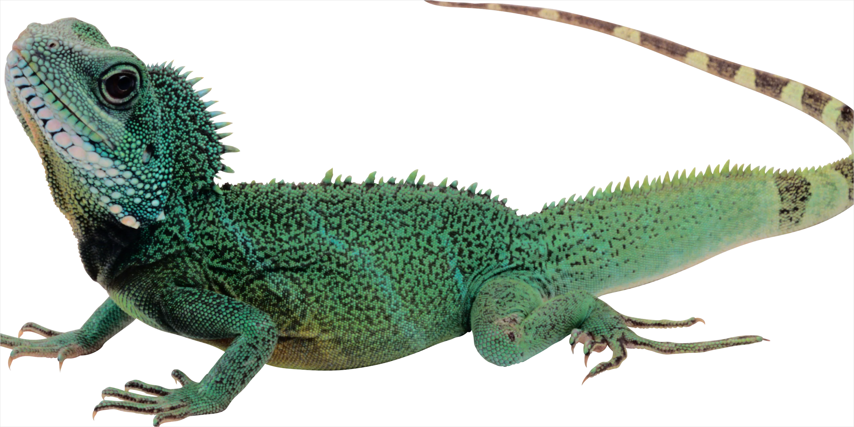 Detail Lizard Transparent Png Clipart Number 11