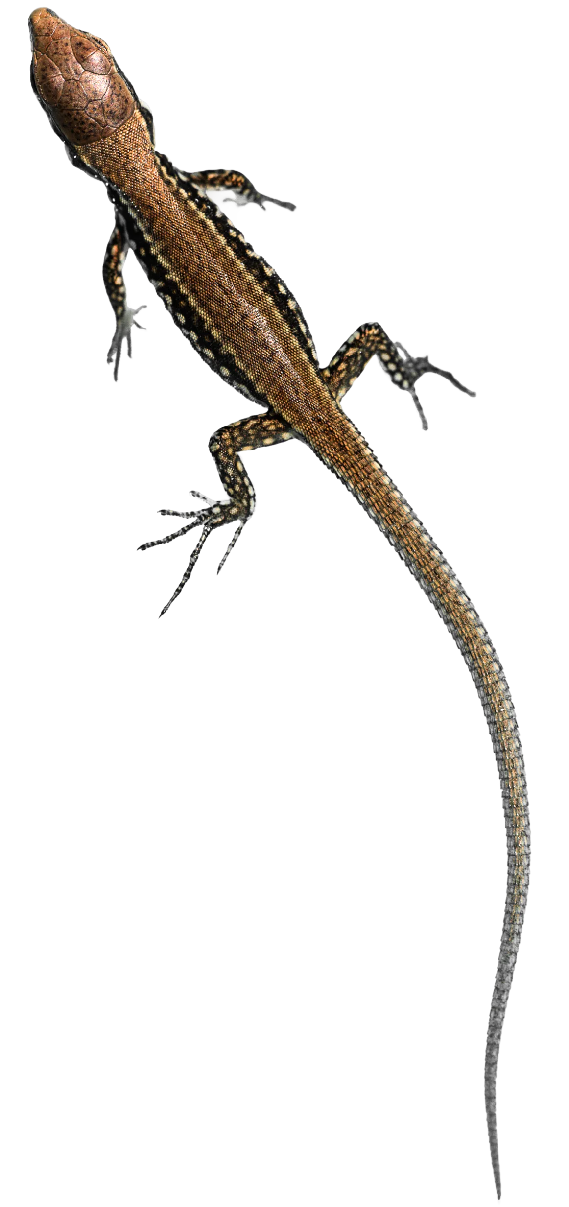Detail Lizard Transparent Png Clipart Number 12
