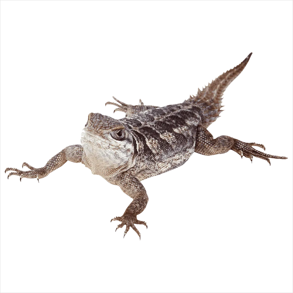 Detail Lizard Transparent Png Clipart Number 14