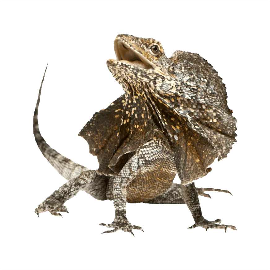 Detail Lizard Transparent Png Clipart Number 15