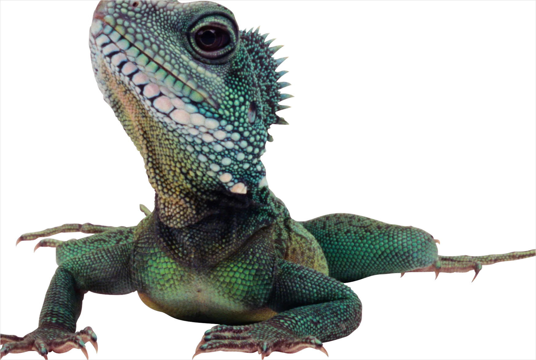 Detail Lizard Transparent Png Clipart Number 8