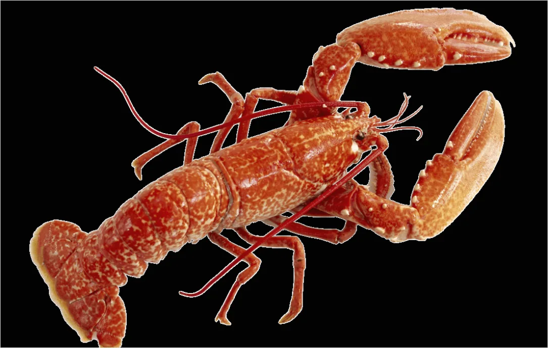 Detail Lobster Transparent Png Clipart Number 10