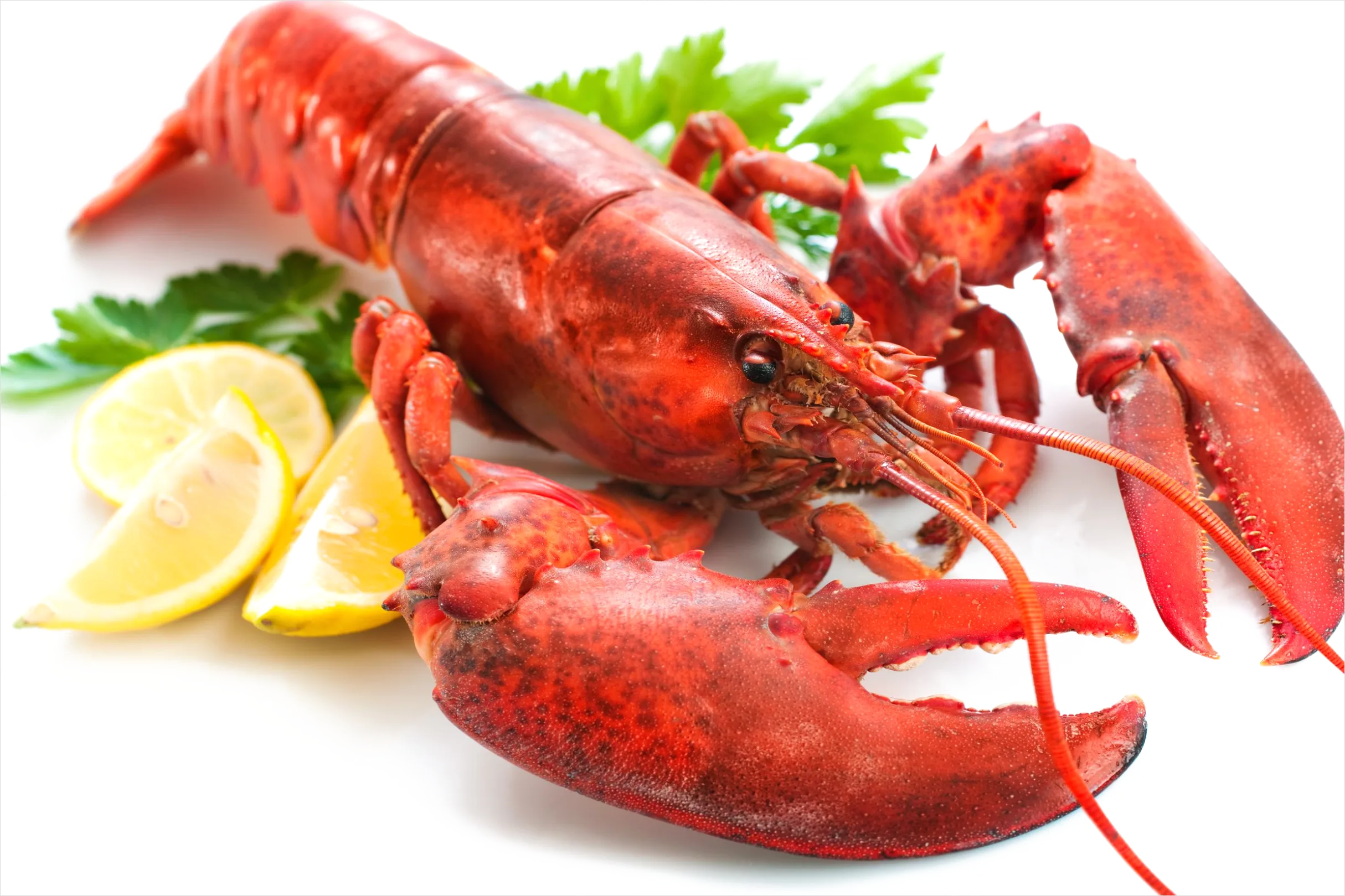Detail Lobster Transparent Png Clipart Number 11