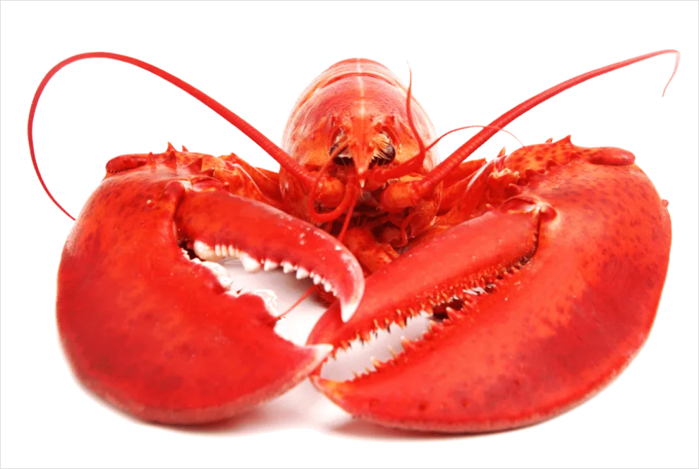 Detail Lobster Transparent Png Clipart Number 12