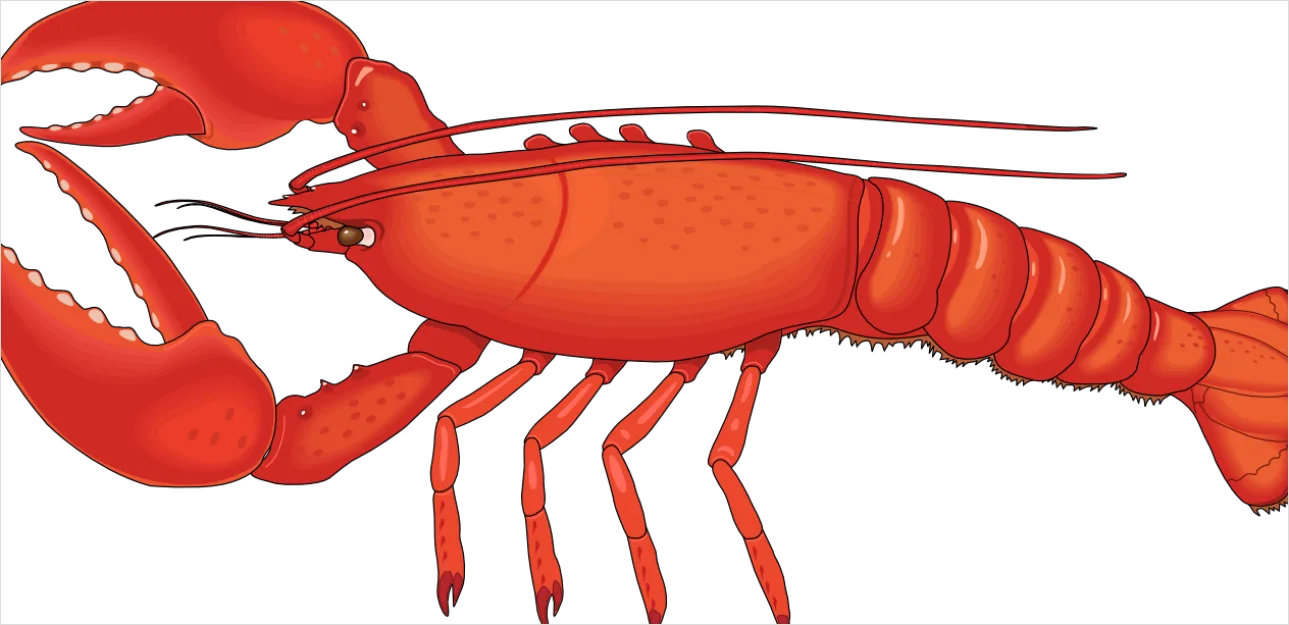 Detail Lobster Transparent Png Clipart Number 8