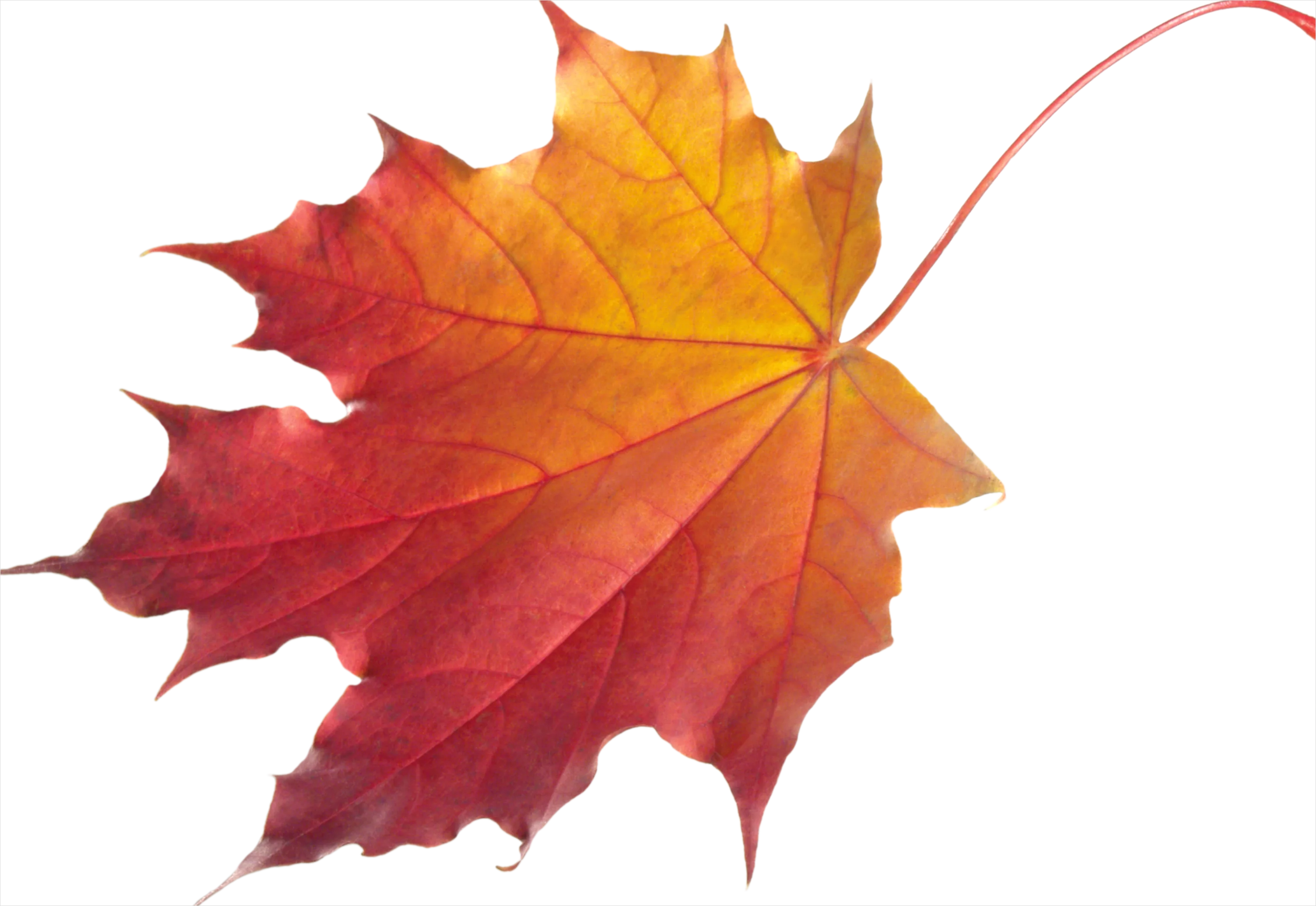 Detail Maple Leaf Transparent Png Number 11