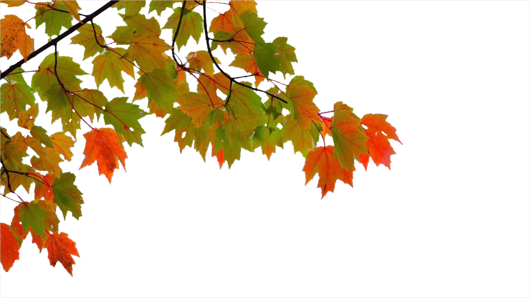 Detail Maple Leaf Transparent Png Number 12