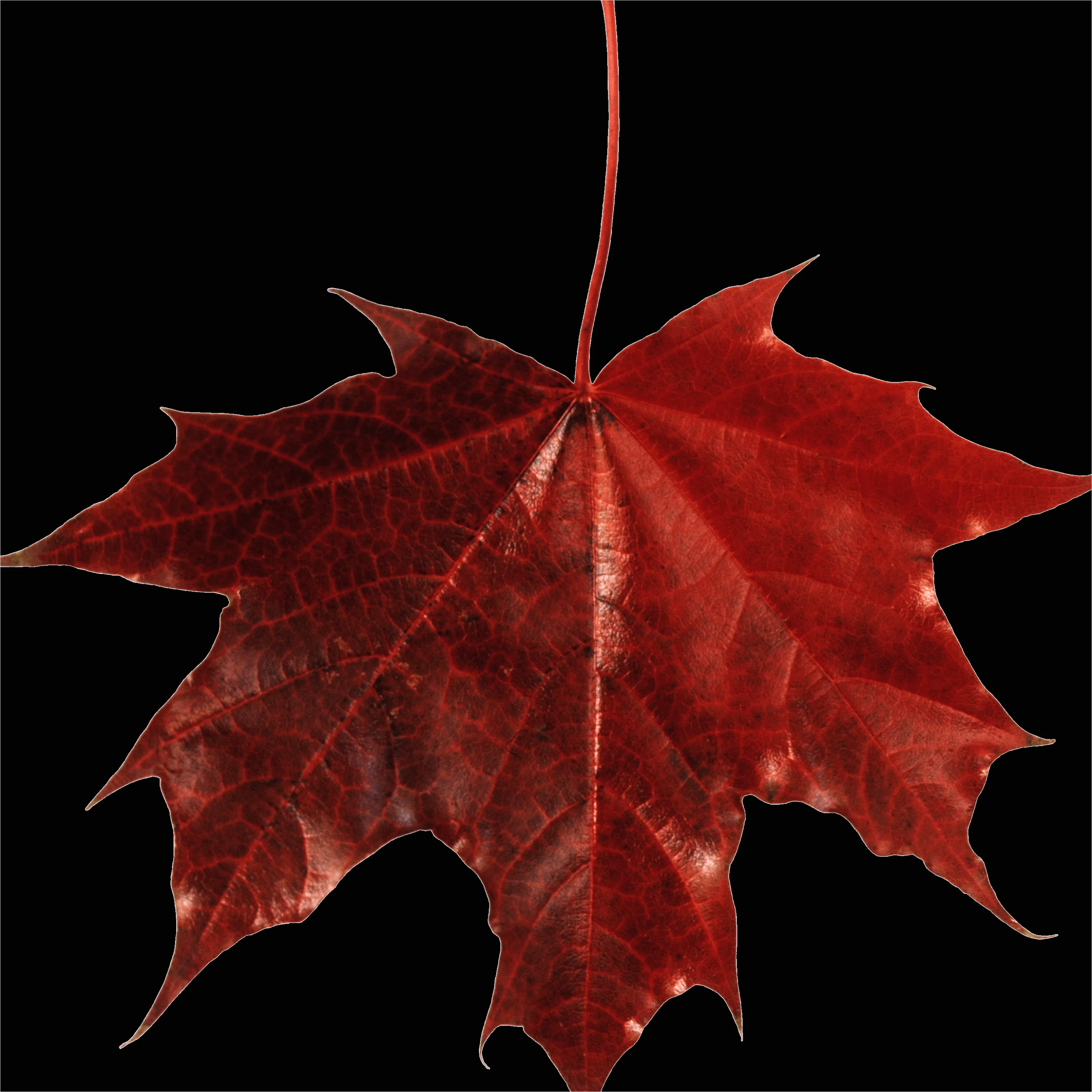 Detail Maple Leaf Transparent Png Number 3