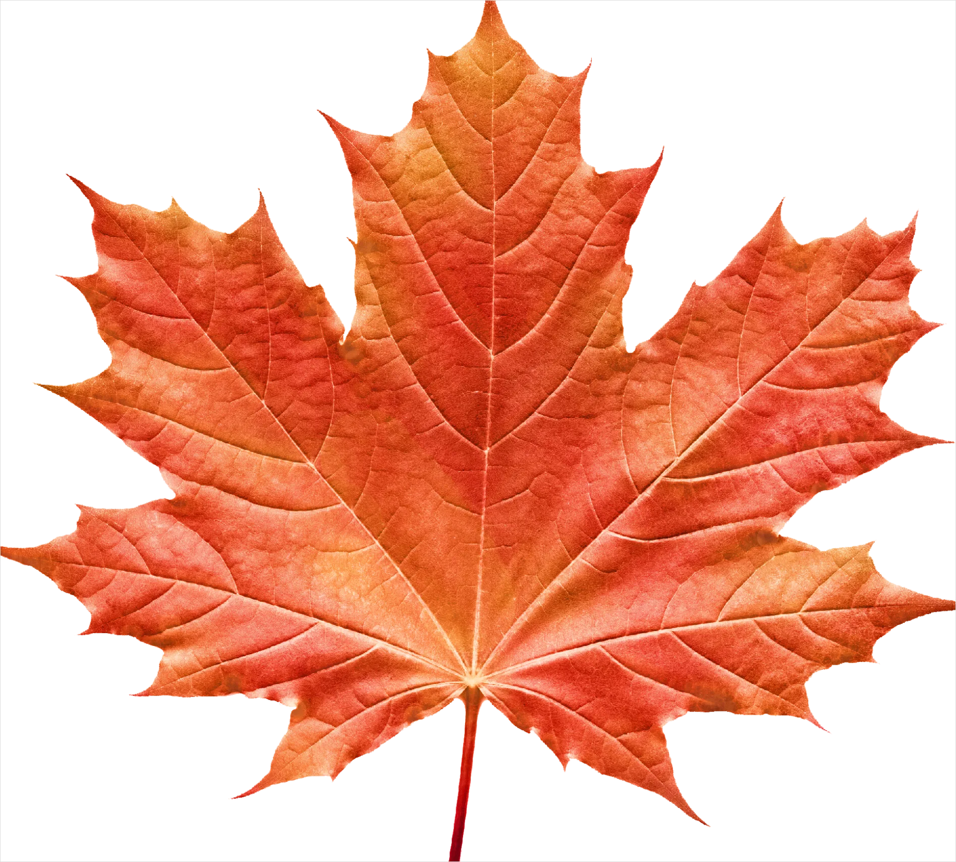 Detail Maple Leaf Transparent Png Number 5