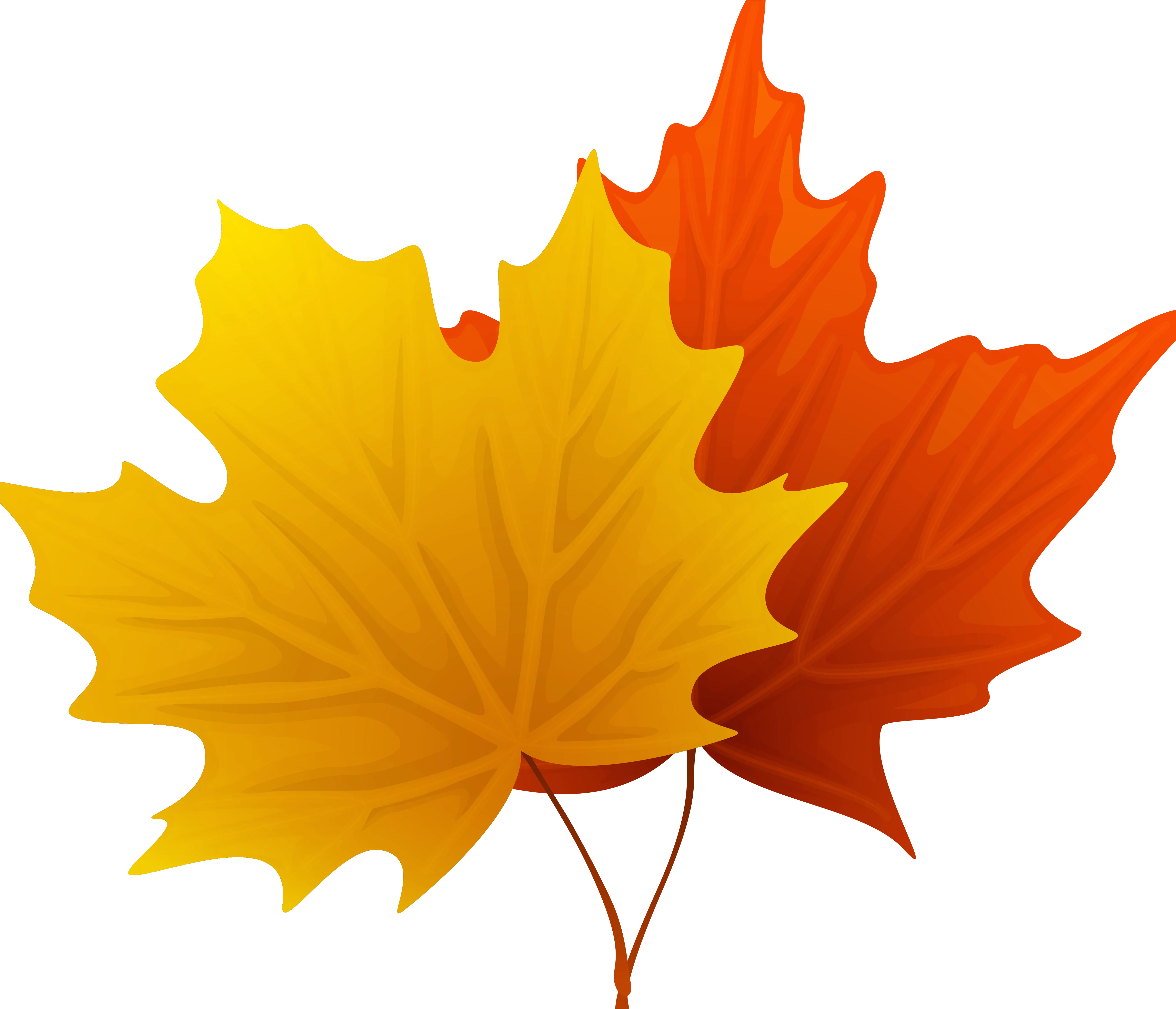 Detail Maple Leaf Transparent Png Number 7
