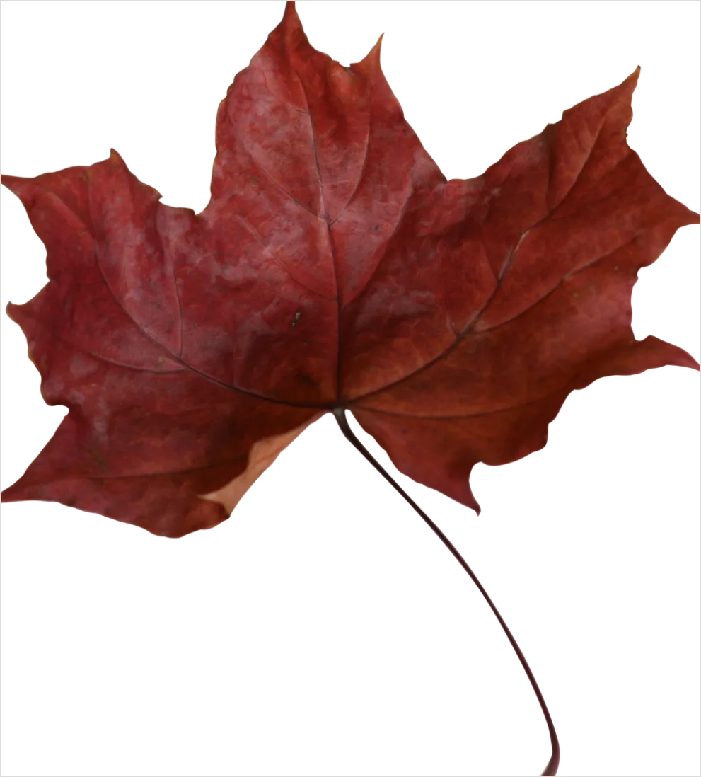 Detail Maple Leaf Transparent Png Number 8