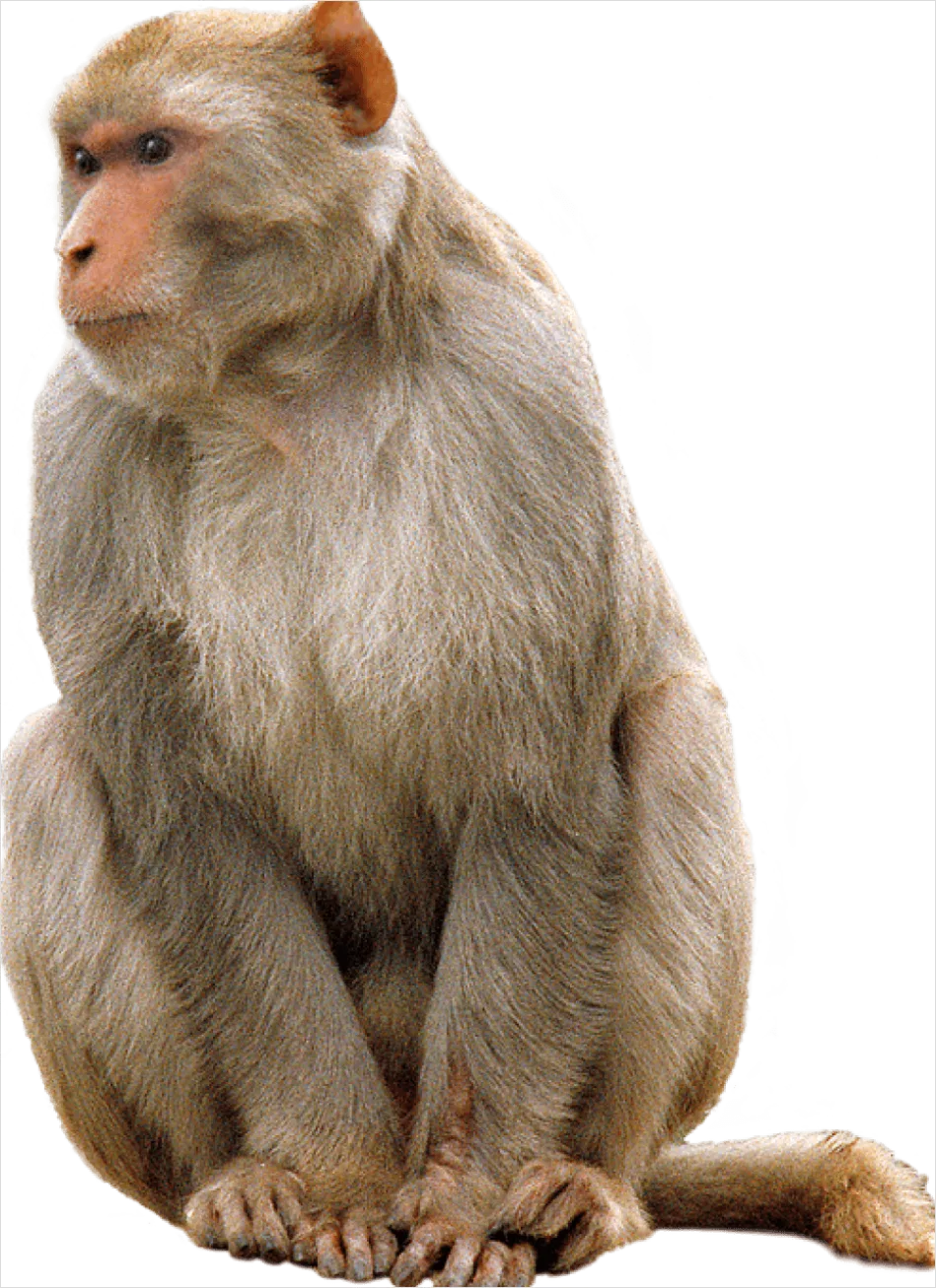 Detail Monkey Transparent Png Clipart Number 11