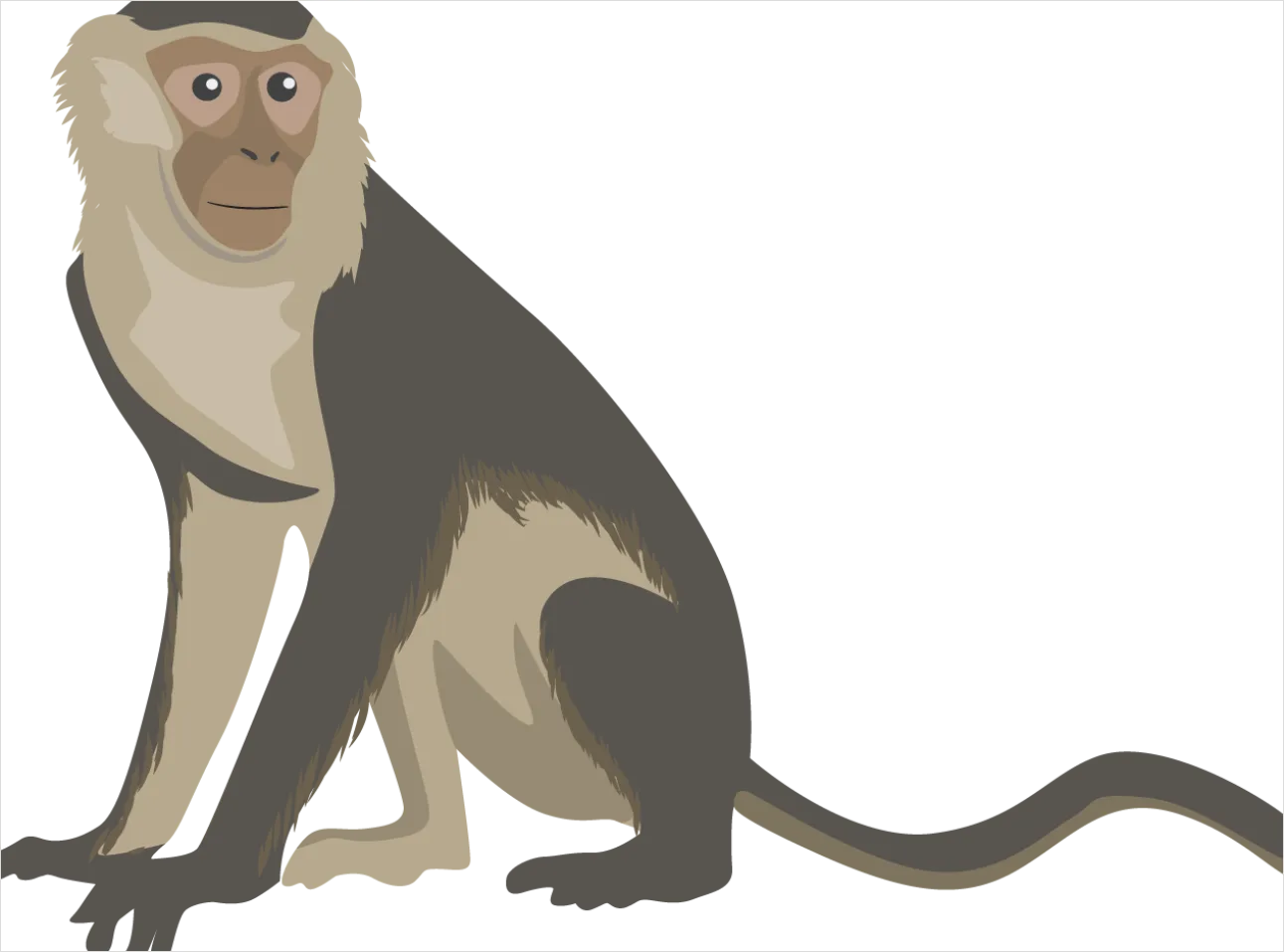 Detail Monkey Transparent Png Clipart Number 14
