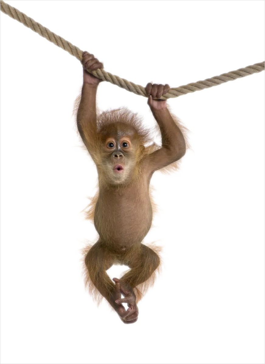 Detail Monkey Transparent Png Clipart Number 15