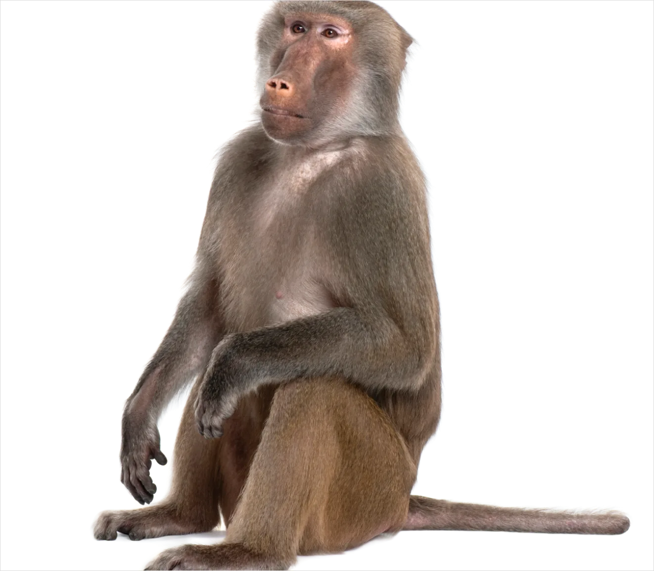 Detail Monkey Transparent Png Clipart Number 16