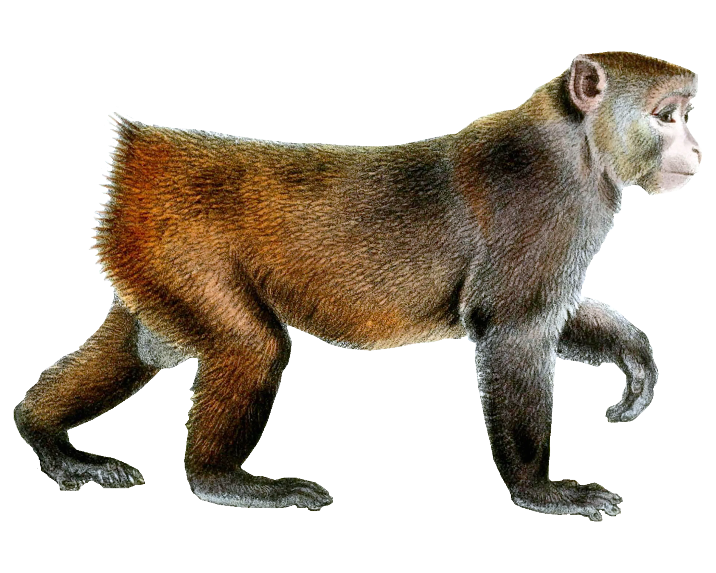 Detail Monkey Transparent Png Clipart Number 17