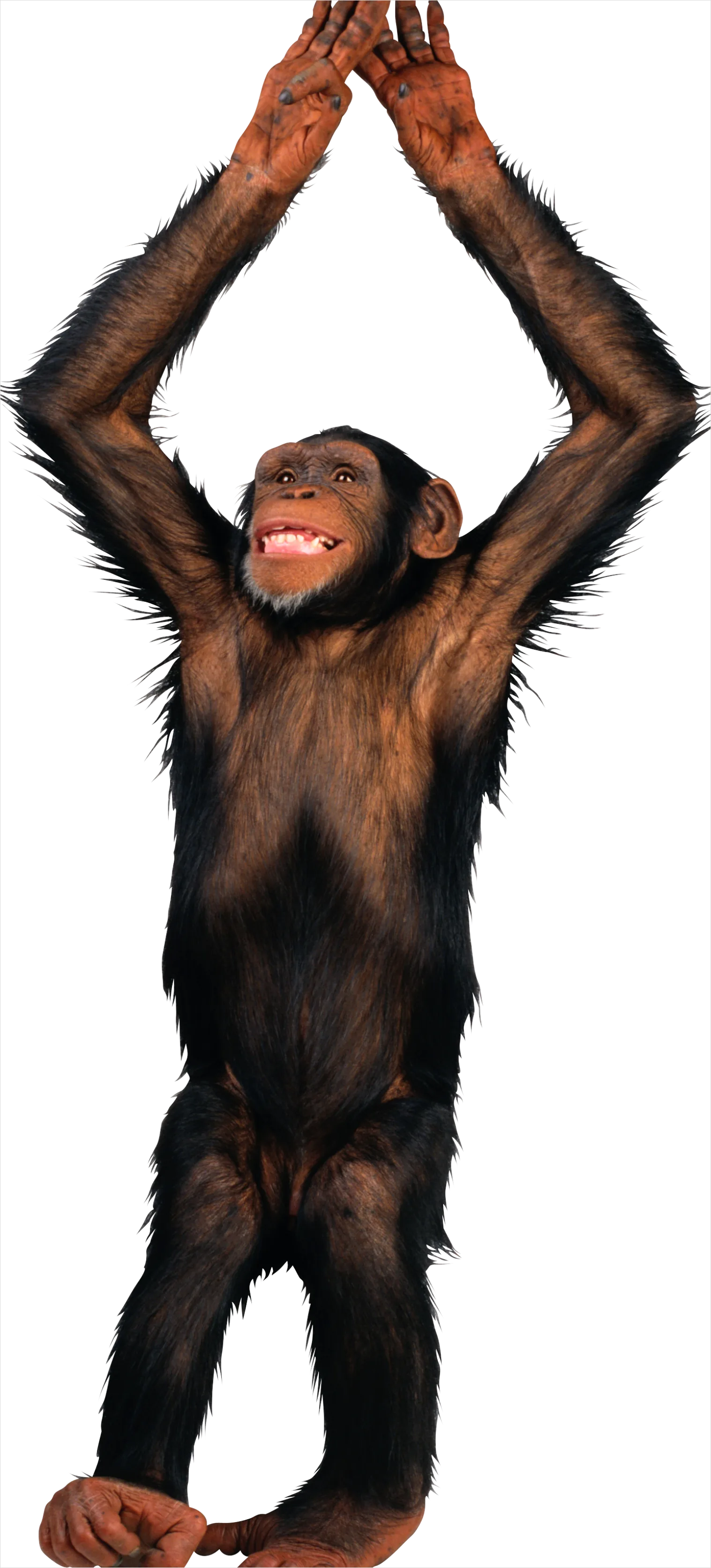 Detail Monkey Transparent Png Clipart Number 19