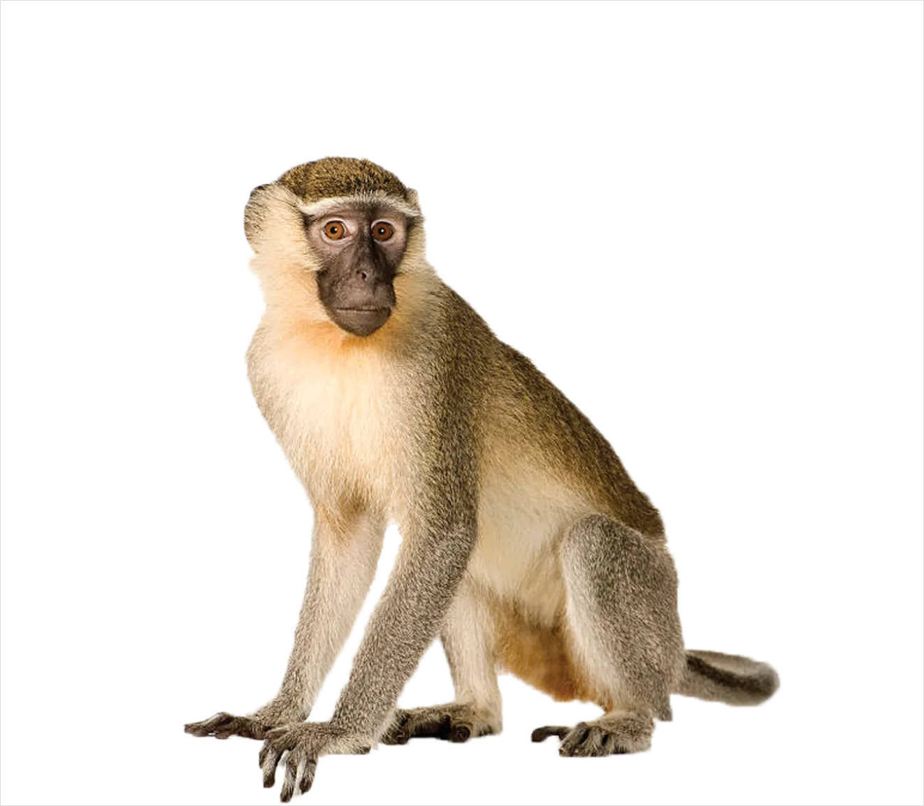 Detail Monkey Transparent Png Clipart Number 20