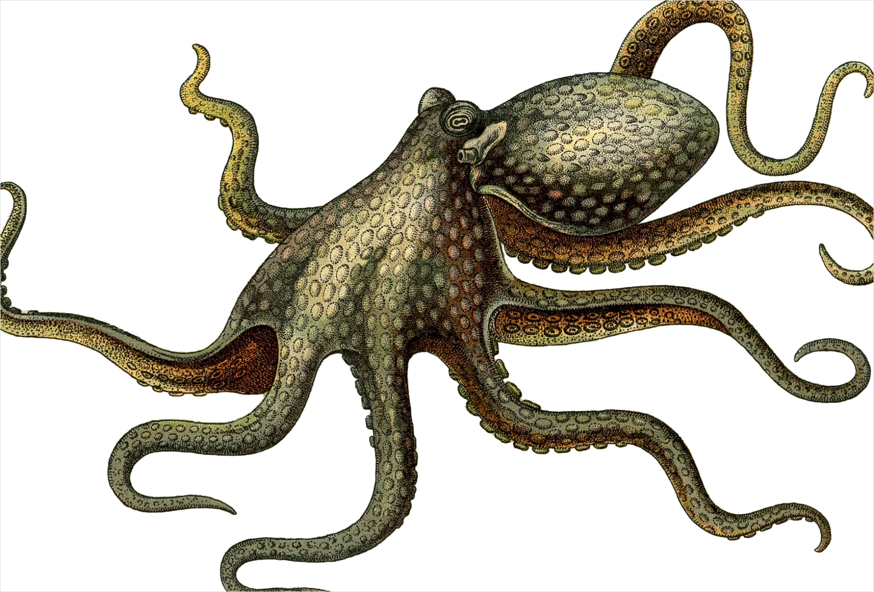 Detail Octopus Transparent Png Clipart Number 10