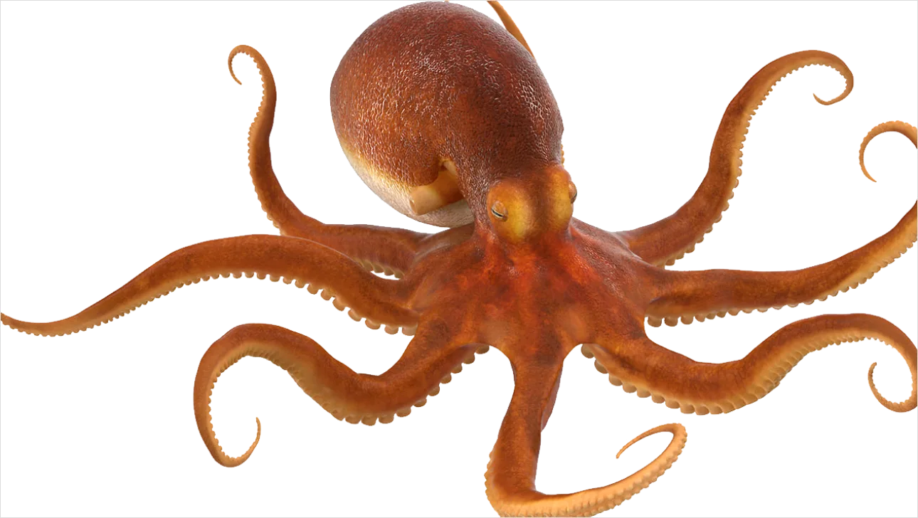 Detail Octopus Transparent Png Clipart Number 8