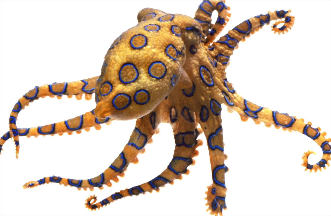 Detail Octopus Transparent Png Clipart Number 9