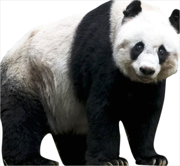 Detail Panda Transparent Png Clipart Number 10