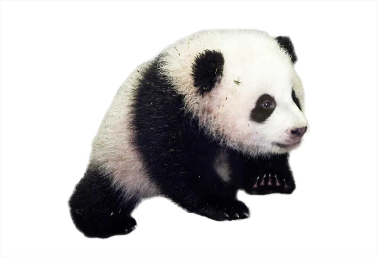 Detail Panda Transparent Png Clipart Number 11