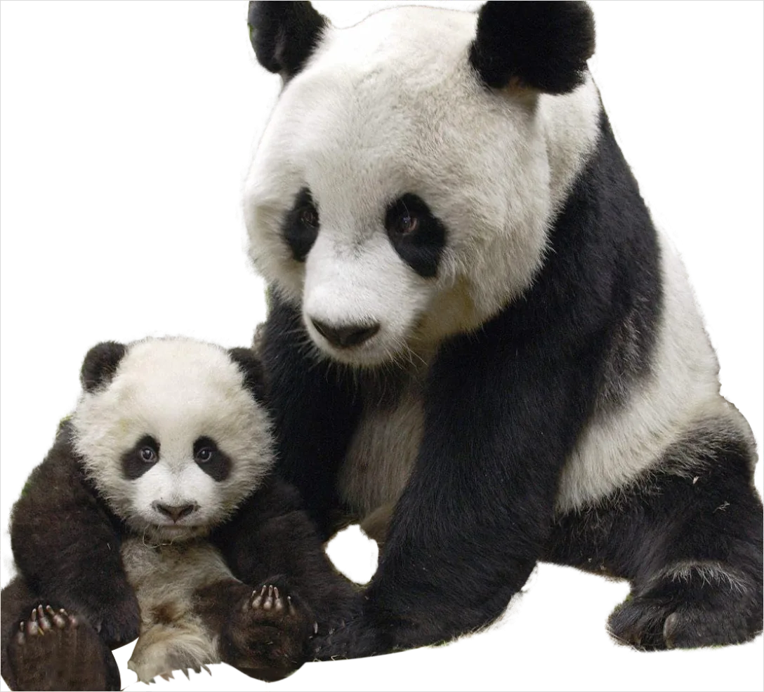 Detail Panda Transparent Png Clipart Number 5