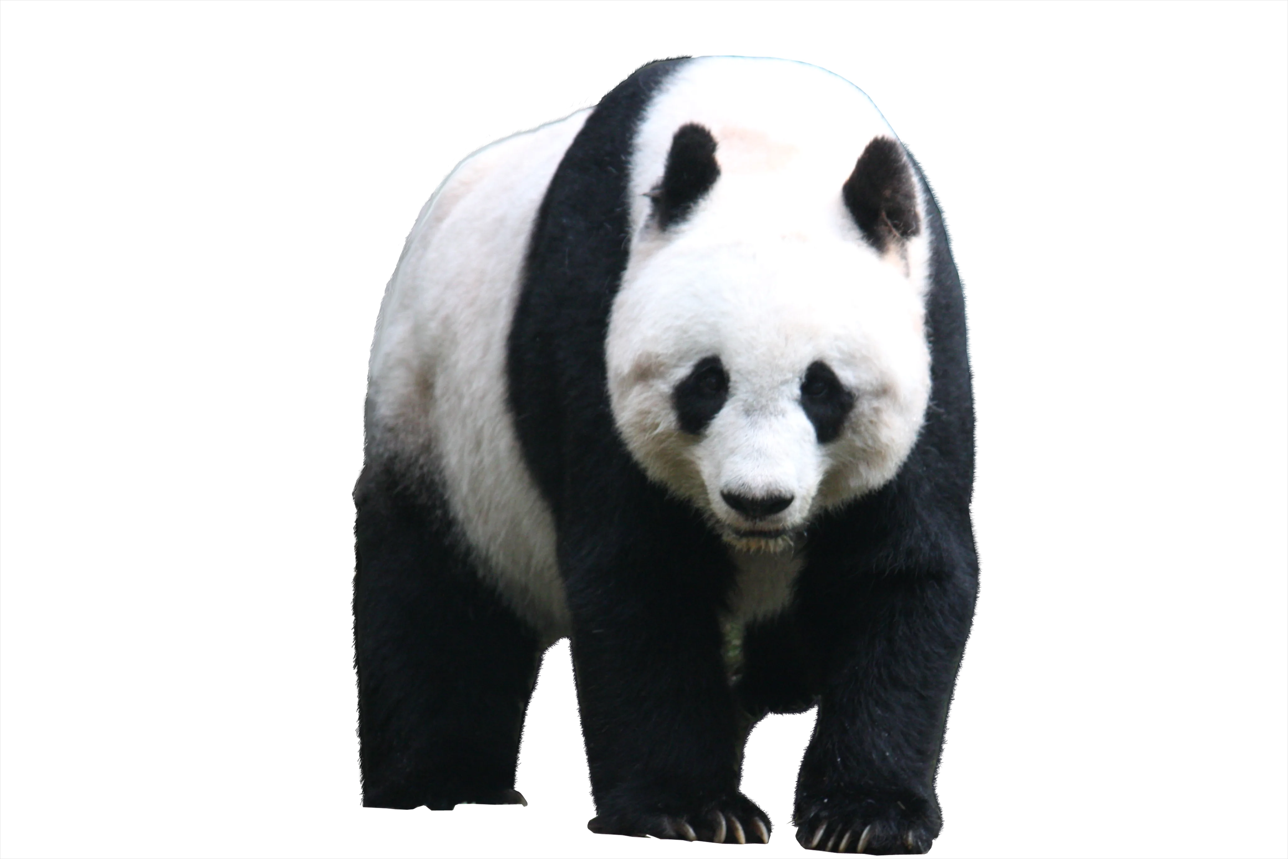 Detail Panda Transparent Png Clipart Number 9