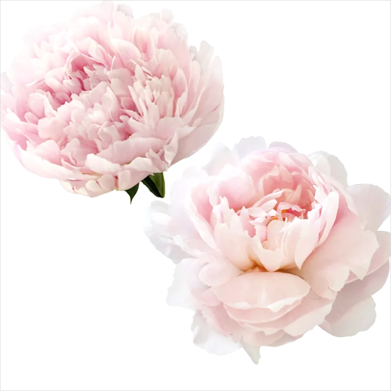 Peony Flower Transparent Png 3c93