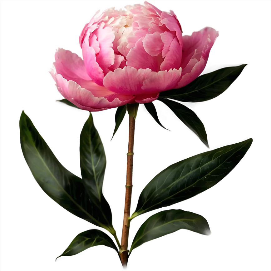 Detail Peony Flower Transparent Png Number 2