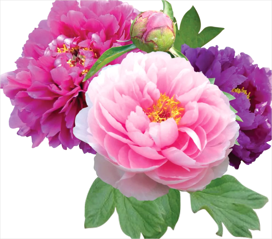 Detail Peony Flower Transparent Png Number 3