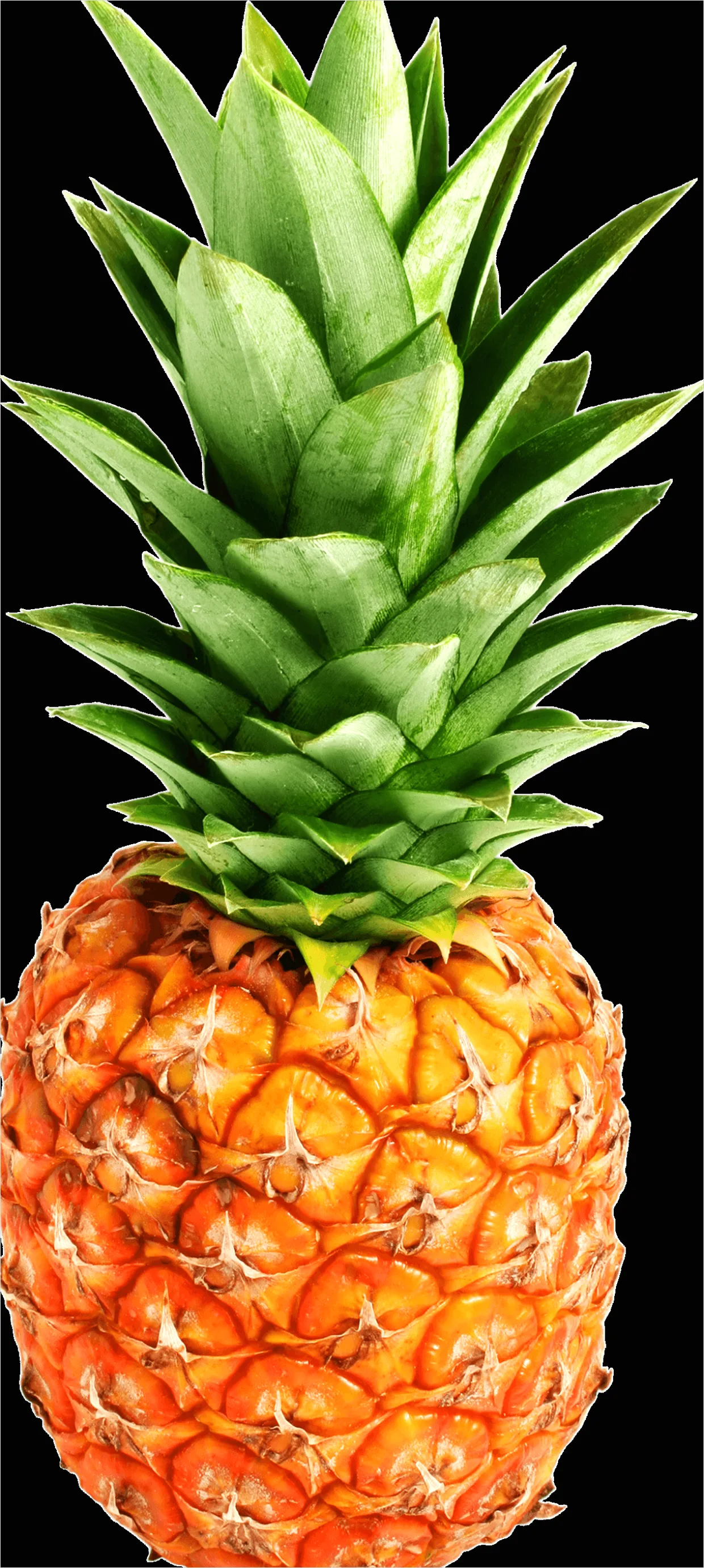 Detail Pineapple Transparent Png Number 2